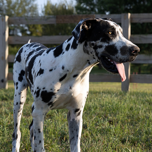 Great Dane Puppies For Sale