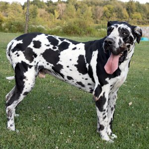 Great Danes For Sale