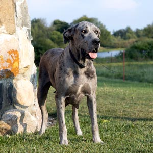 Midwest Puppy Breeders