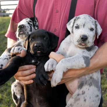 Puppy Adoption Near Me