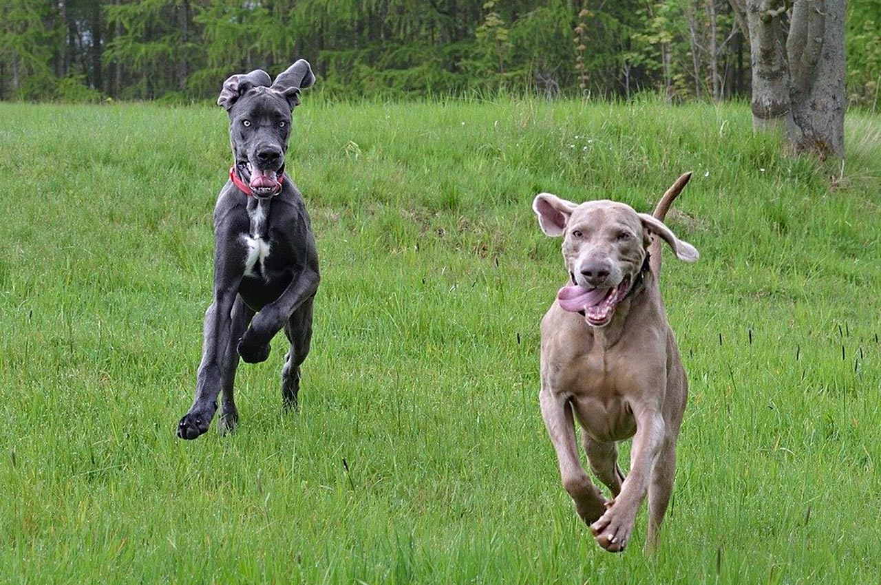 Large Dog Breeds Facts About Big Dogs Puppy Breeder Lake Puppies